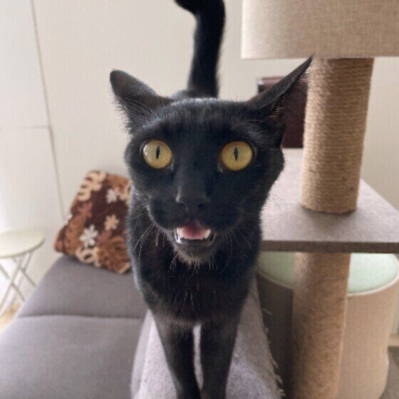 あんこちゃん（MIX）