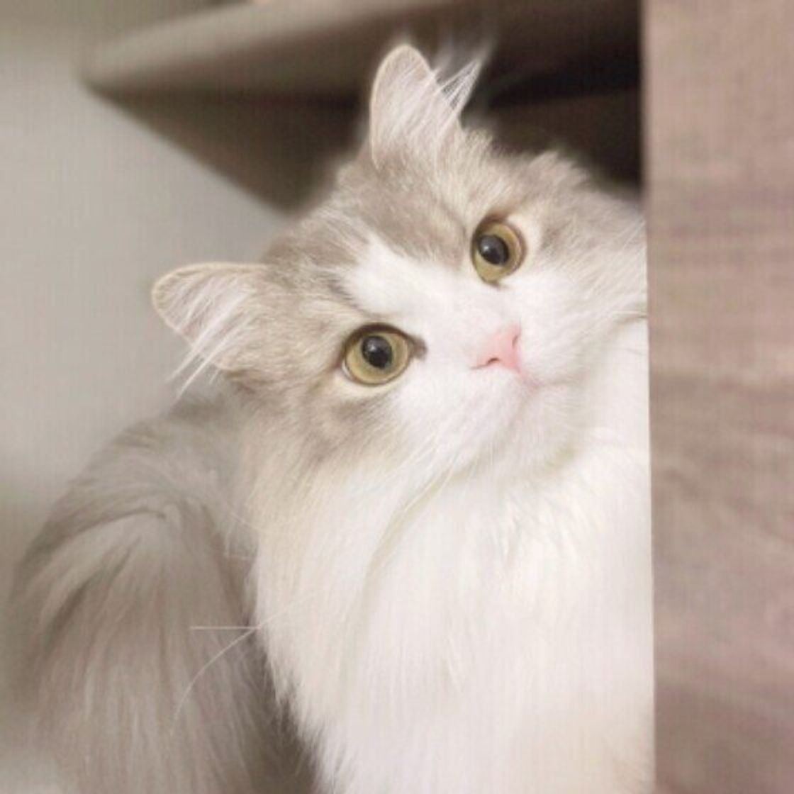 猫の 誤飲 誤食 特に食べると危険なものは 獣医師が体験したものtop3 ねこのきもちweb Magazine 猫の 誤飲 誤食 特に食べると危険なものは 獣医師が体験したものtop3 ねこのきもちweb Magazine