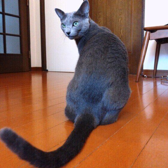お尻を向けるロシアンブルー