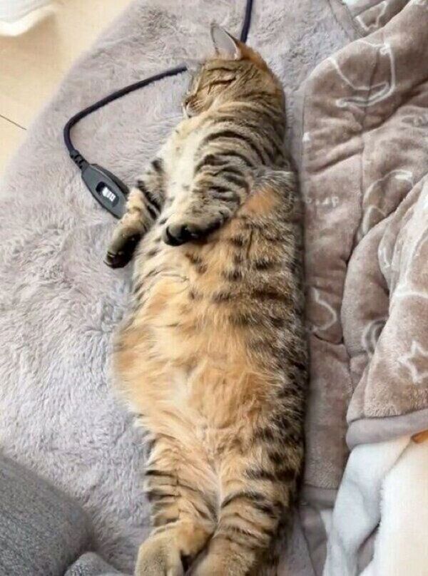 伸びのクセが強いもなちゃん