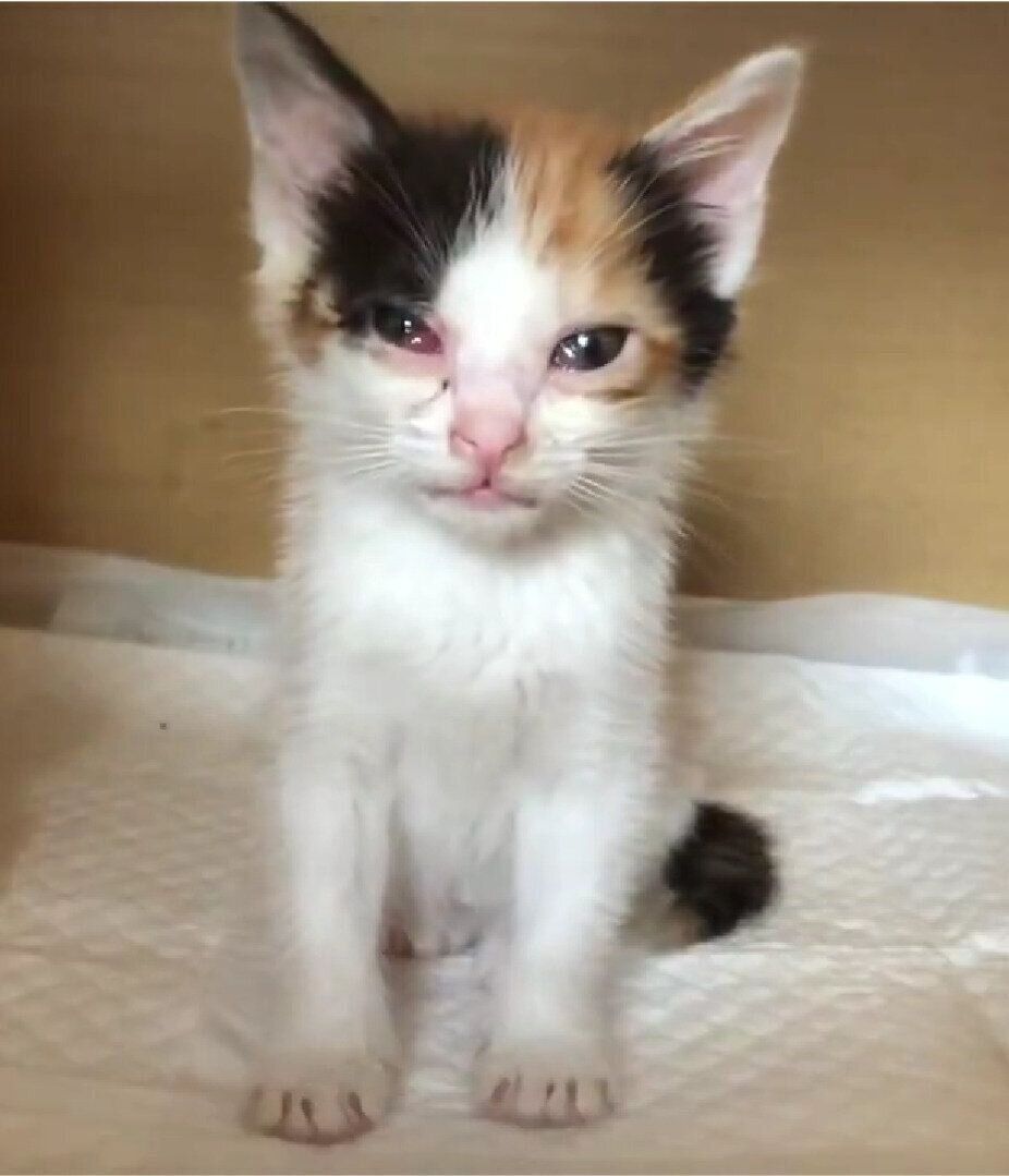 生後約2カ月の子猫