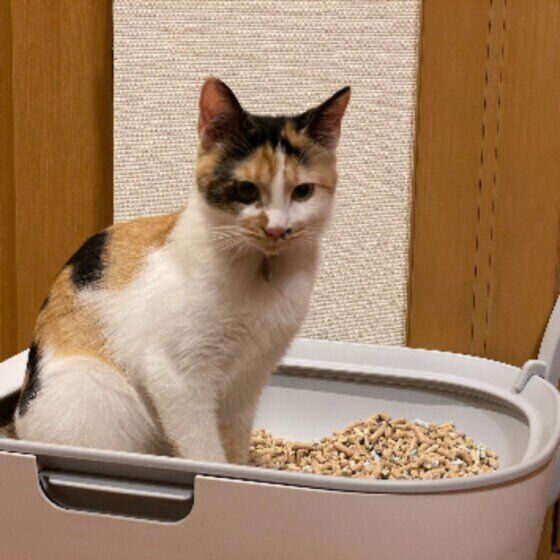トイレ中の猫