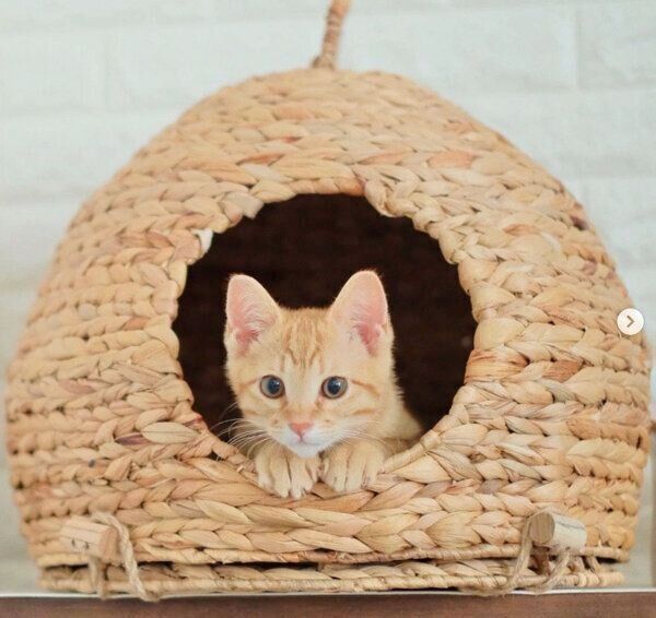 猫ちぐらに入るみゃおちゃん