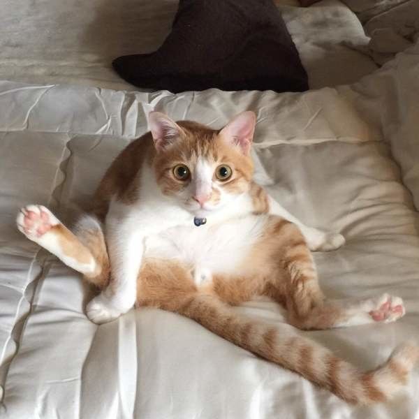 毛づくろい中のMIX茶×白