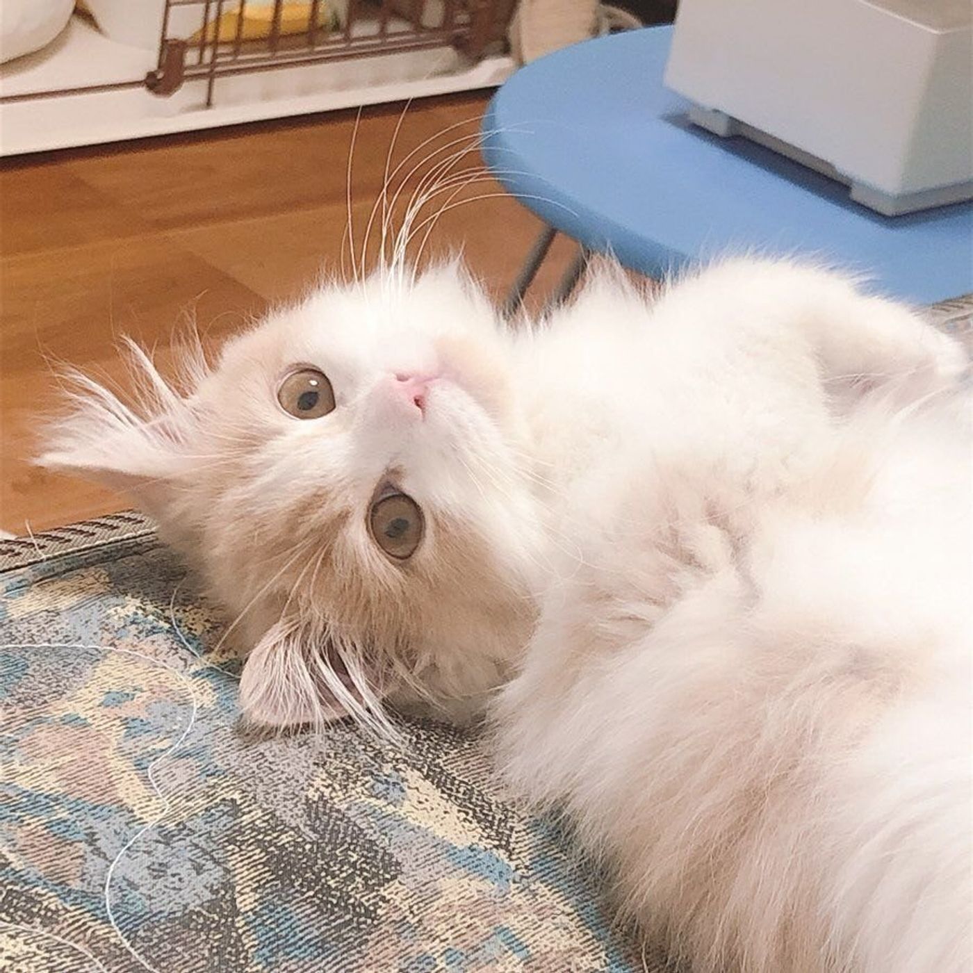 まるでぬいぐるみ ラガマフィンはどんな猫 ねこのきもちweb Magazine まるでぬいぐるみ ラガマフィンはどんな猫 ねこのきもちweb Magazine