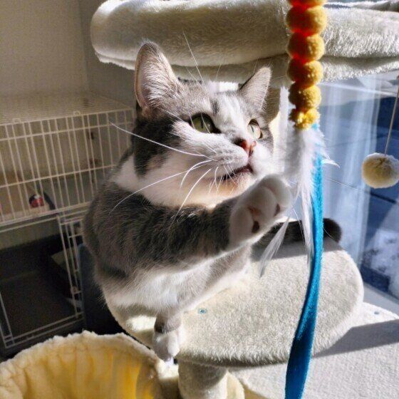 遊んでいるゆきちちゃん