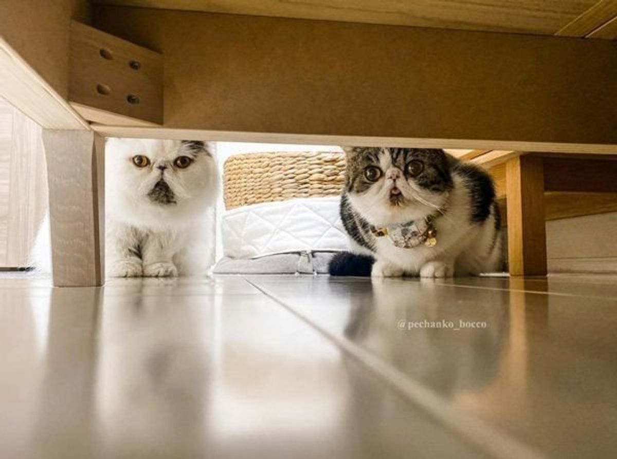 猫トンネルを覗いたら 思わぬ光景に 声出して笑った 狩られてる と反響 ねこのきもちweb Magazine 猫トンネルを覗いたら 思わぬ光景に 声出して笑った 狩られてる と反響 ねこのきもちweb Magazine