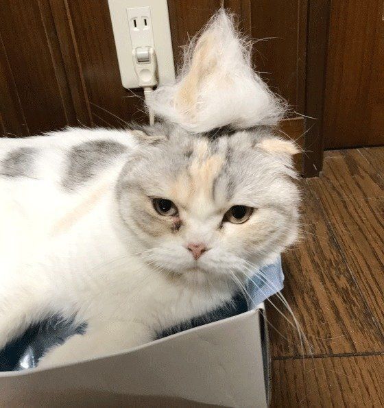 抜け毛を頭に乗せるスコティッシュフォールド