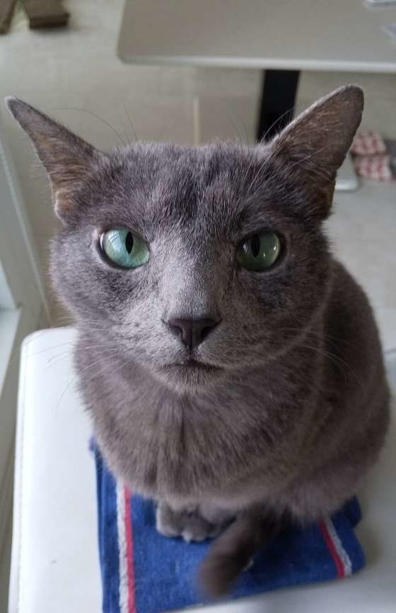 青いタオルの上にのったロシアンブルー