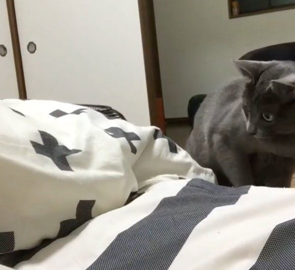 布団で遊ぶコラット