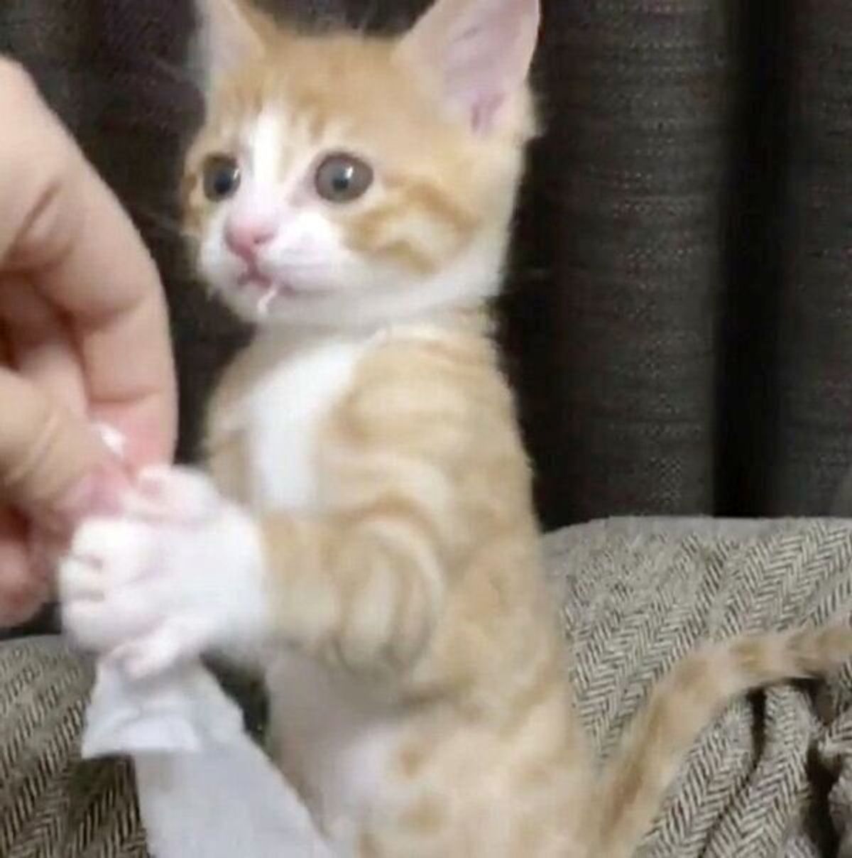 テイッシュでイタズラをした子猫 必死にとぼけるも 決定的な証拠が 笑 ねこのきもちweb Magazine テイッシュでイタズラをした子猫 必死にとぼけるも 決定的な証拠が 笑 ねこのきもちweb Magazine