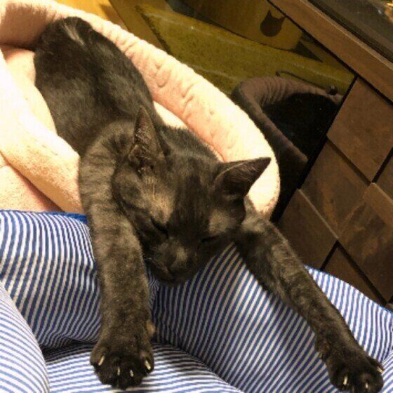 ベッドからはみ出て眠る猫（MIX、オス）