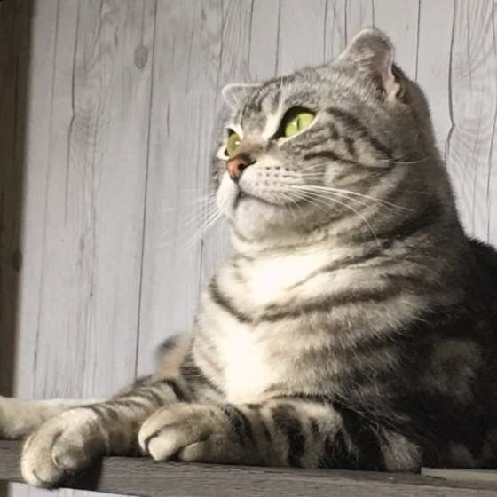 木目調の壁と猫