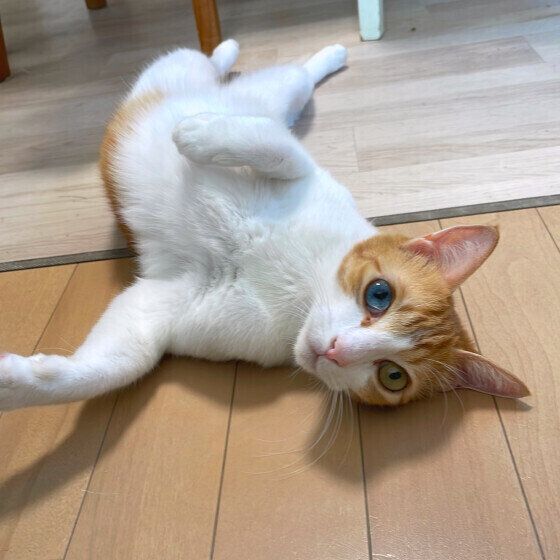 Mix（キジトラ）のるあちゃん♪