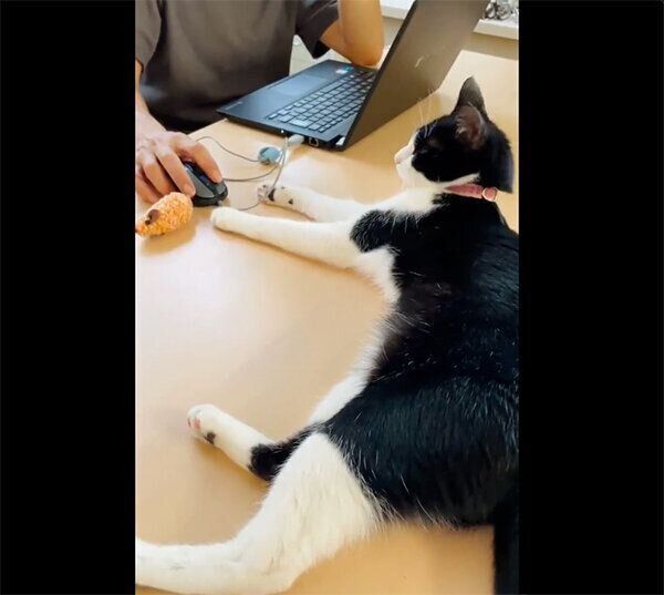 飼い主さんの手元にオモチャを置くウメちゃん