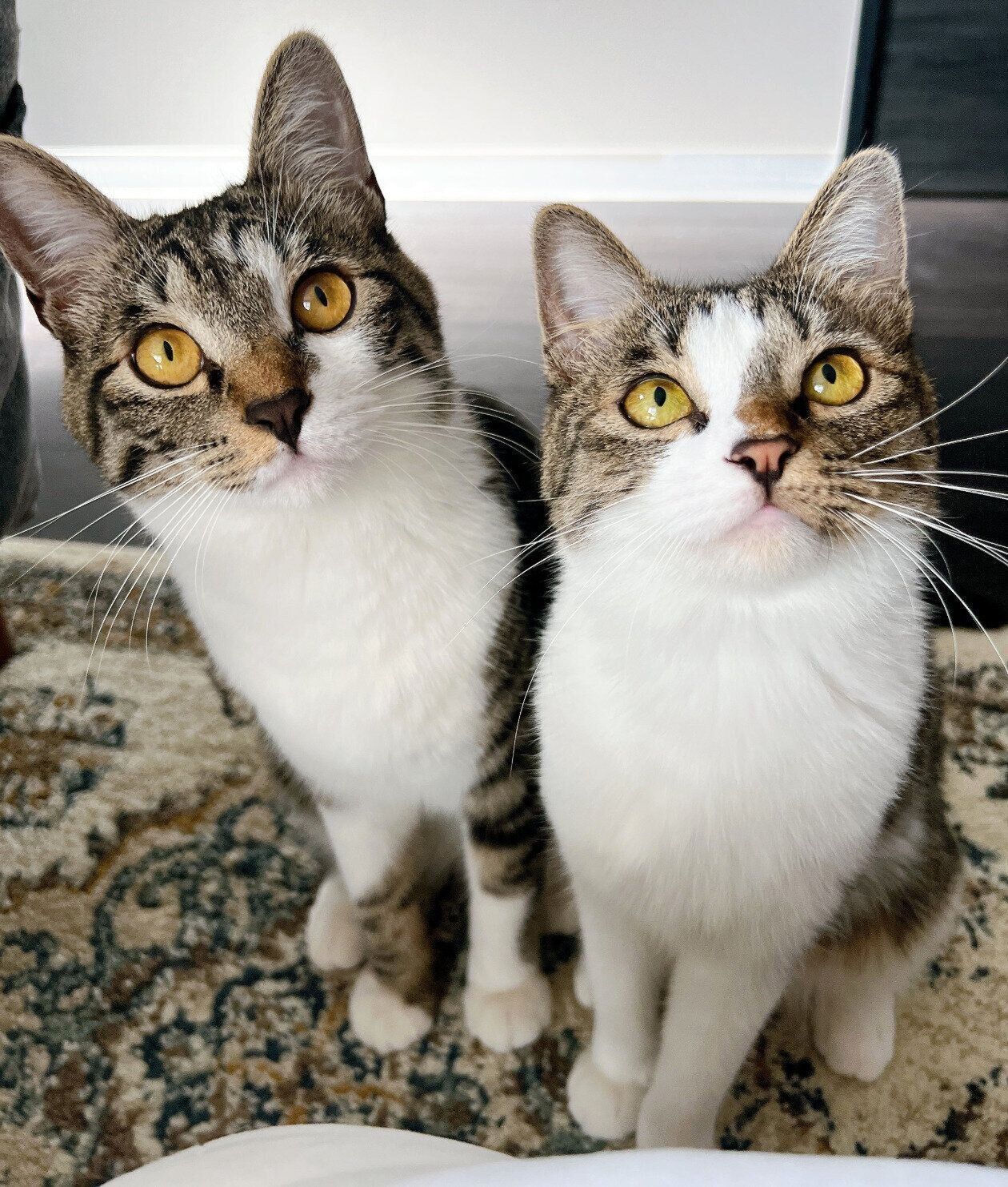 大きくなったチャイくん、ラテちゃん