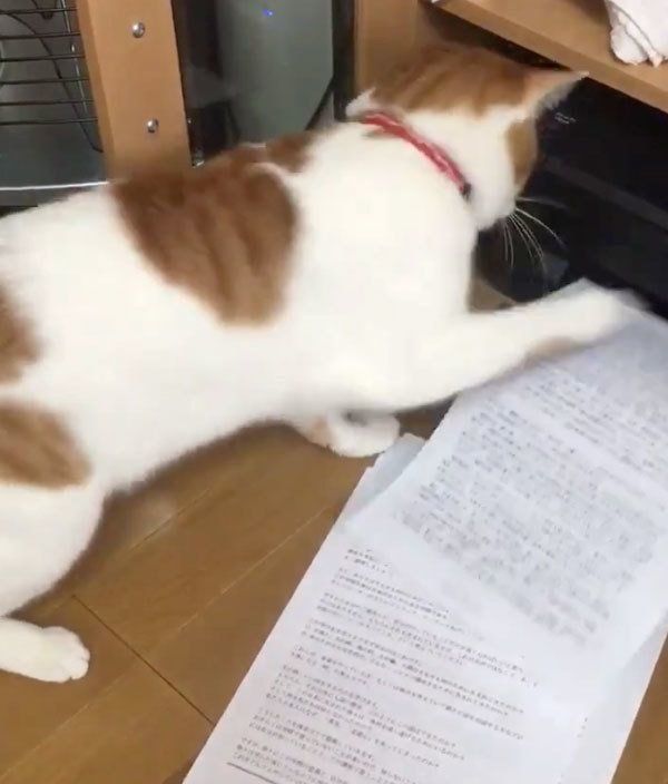 プリンターにバトルを挑む貞良ちゃん