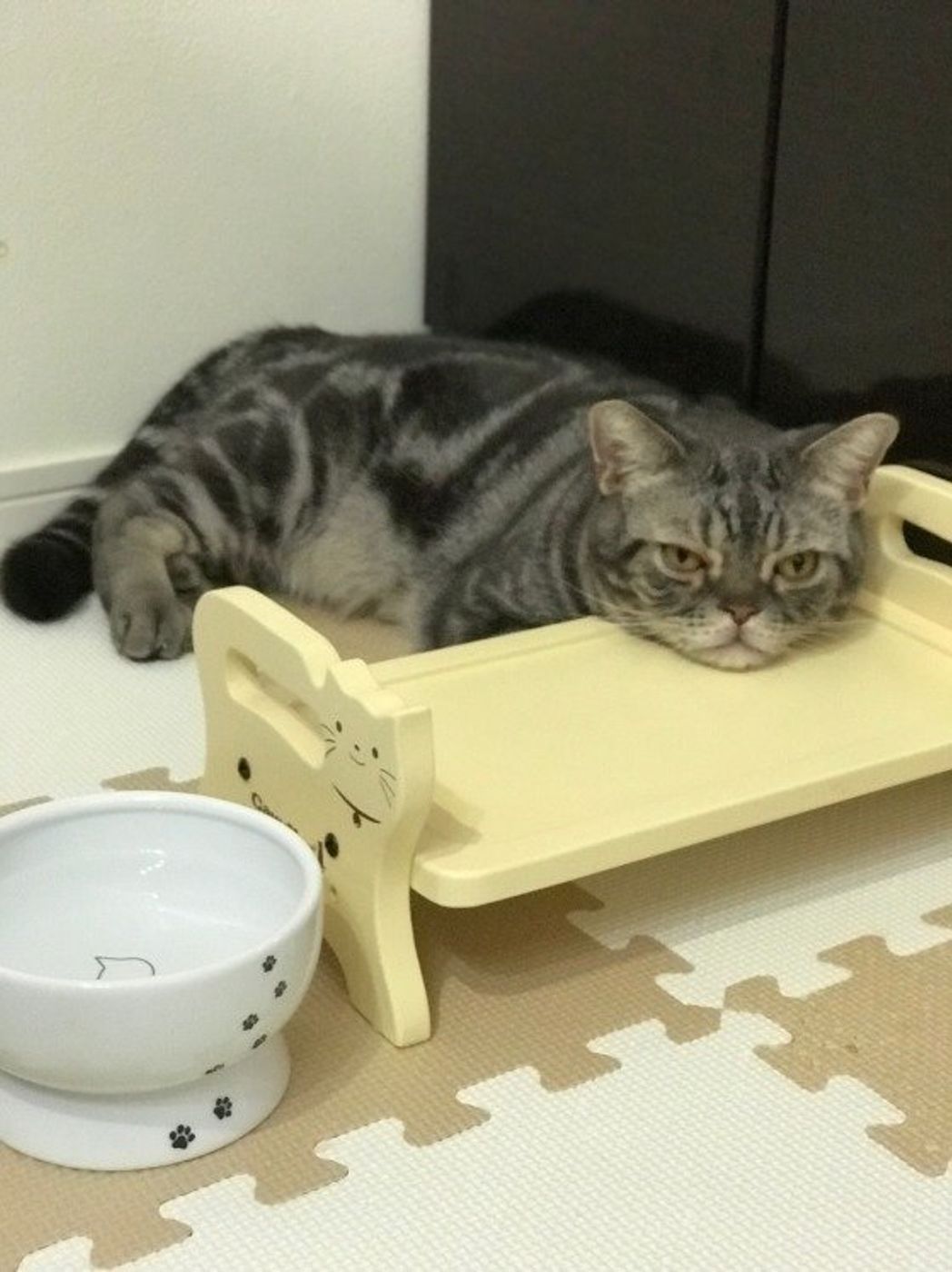 猫は静かに食事したい 愛猫が喜ぶフードの与え方は ねこのきもちweb Magazine 猫は静かに食事したい 愛猫が喜ぶフードの与え方は ねこのきもちweb Magazine