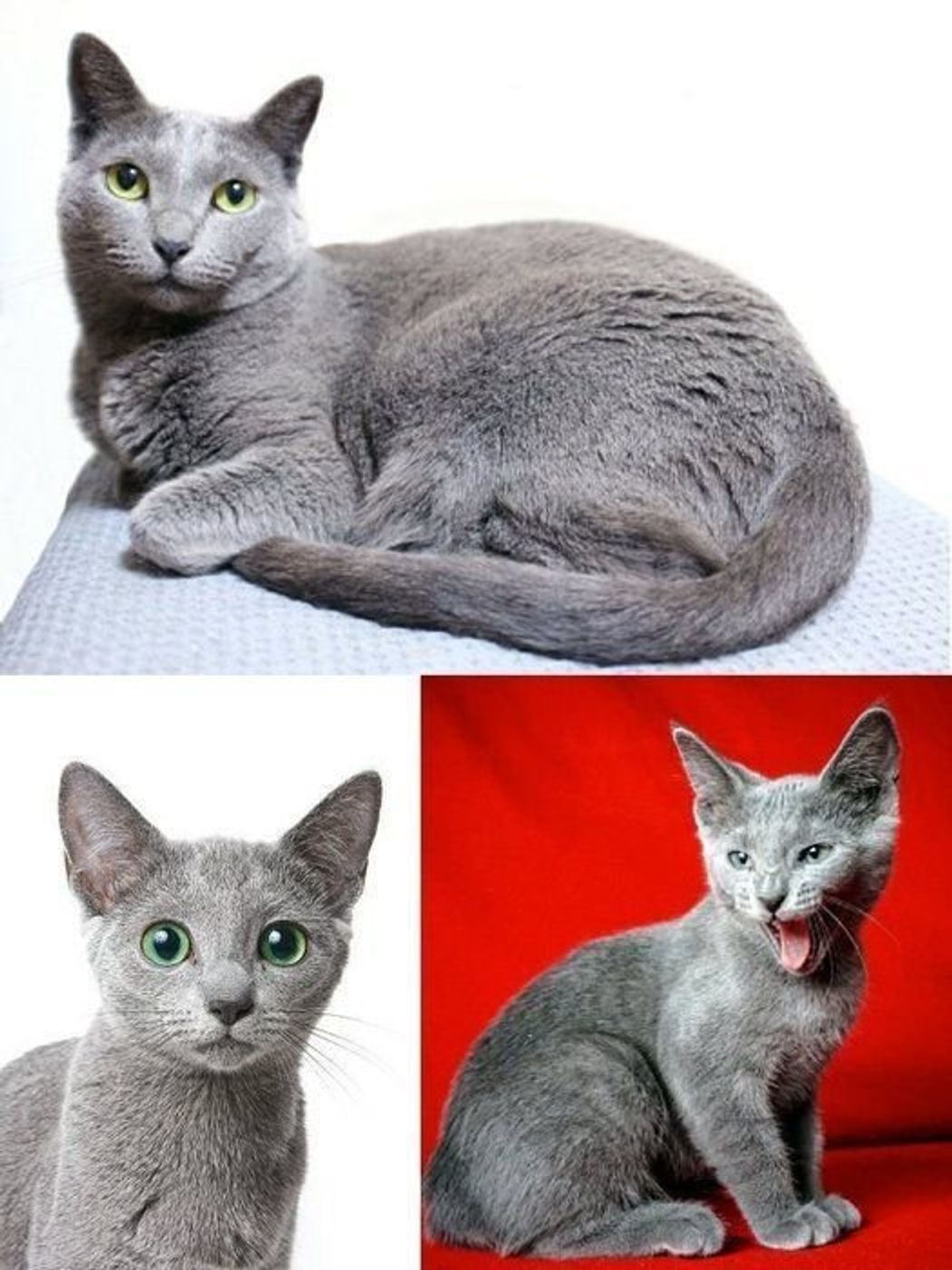 瓜二つ ロシアンブルーとシャルトリューの見分け方 徹底比較 ねこのきもちweb Magazine 瓜二つ ロシアンブルーとシャルトリューの見分け方 徹底比較 ねこのきもちweb Magazine