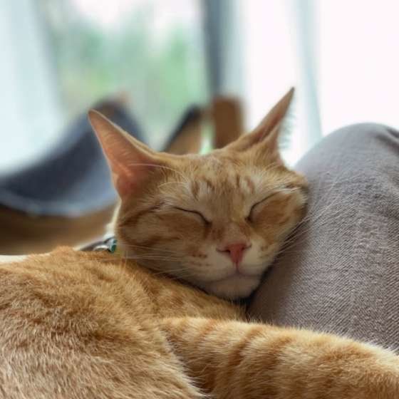 こむぎちゃん　MIX　茶トラ