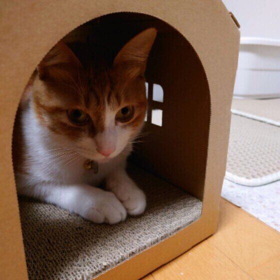 MIX茶×白のてんくん