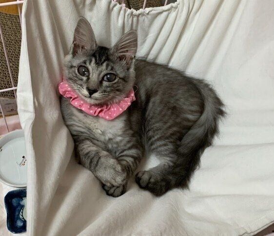 保護して間もないころのことちゃん