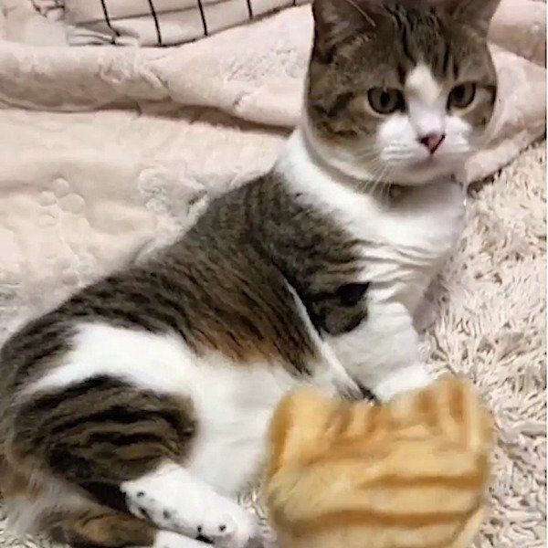 遊ぶマンチカン