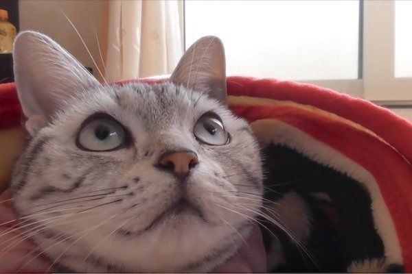 置いていかれて見張る猫