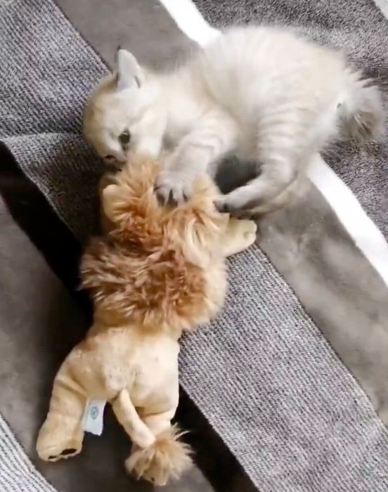 ぬいぐるみで遊ぶつむぎちゃん