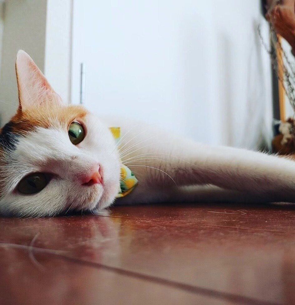 くつろぐちくわちゃん