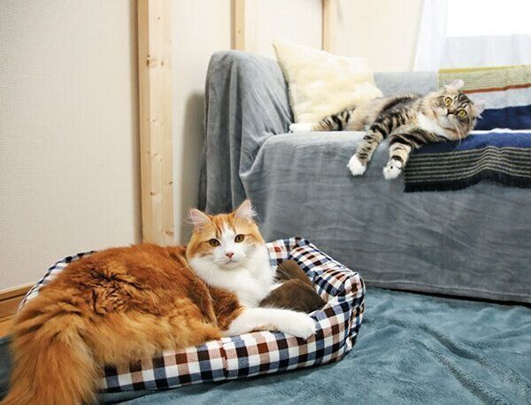 ベッドでくつろぐ猫