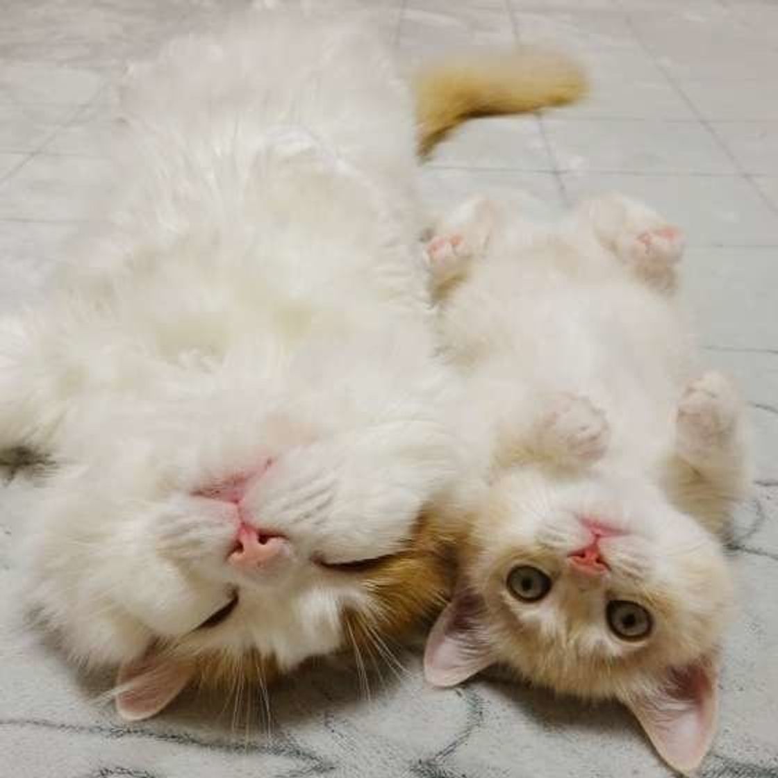 猫好きさん必見 絆に感動 かわいくて仲良しな猫の親子特集 ねこのきもちweb Magazine 猫好きさん必見 絆に感動 かわいくて仲良しな猫の親子特集 ねこのきもちweb Magazine