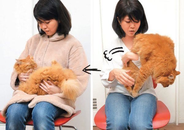 抱っこされる猫