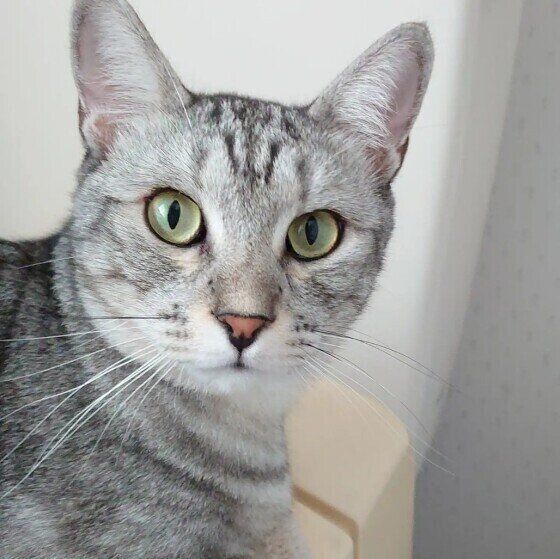 見つめるサバトラ