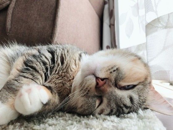 眠るマンチカン