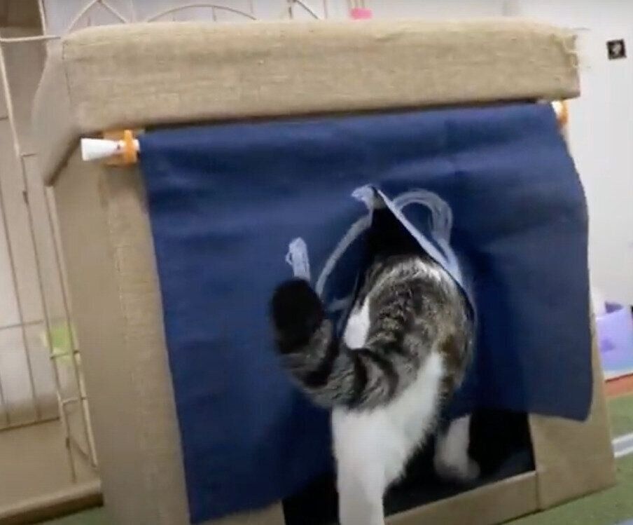 モモちゃん&ねこたちゃんと「湯」のれん