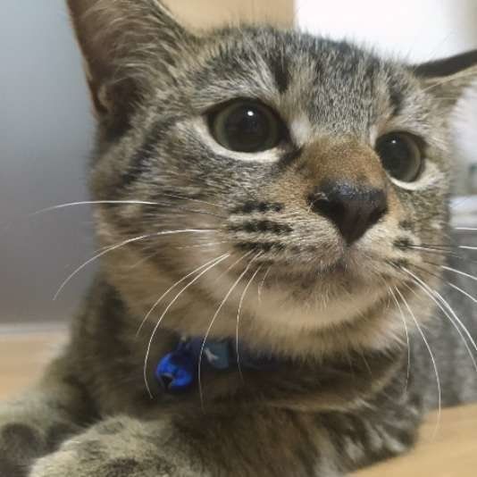 見つめるサバトラ