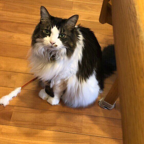 Mix（黒×白）のフィガロちゃん♪