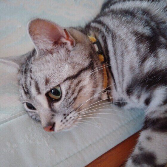 白い敷物に横たわるアメショ