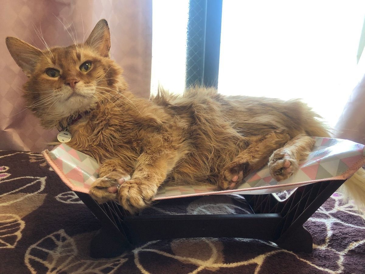 くつろぐ猫さん