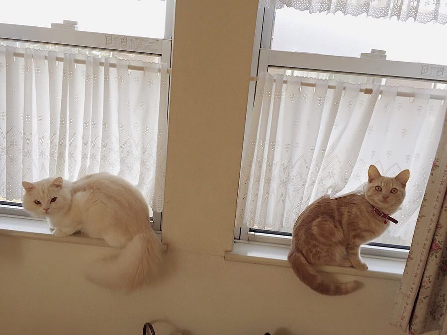 アメリカンショートヘアとマンチカン