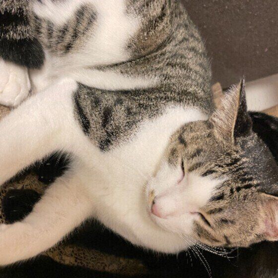 Mix（サバトラ）のきなこちゃん♪