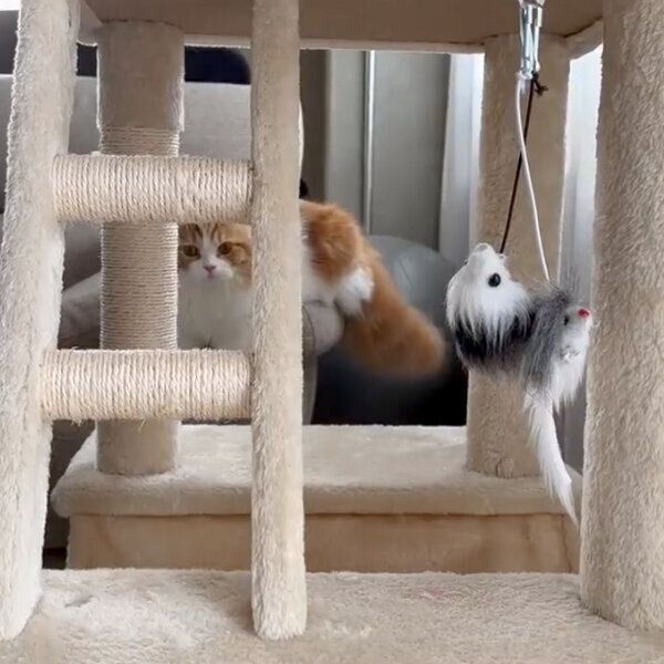 難しいほうを選ぶノワくん