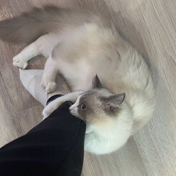 飼い主さんを引き止めるはりーくん