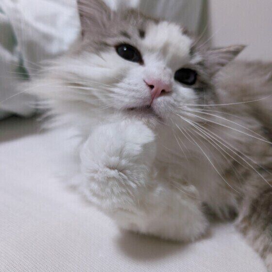 ラグドールのミーくん