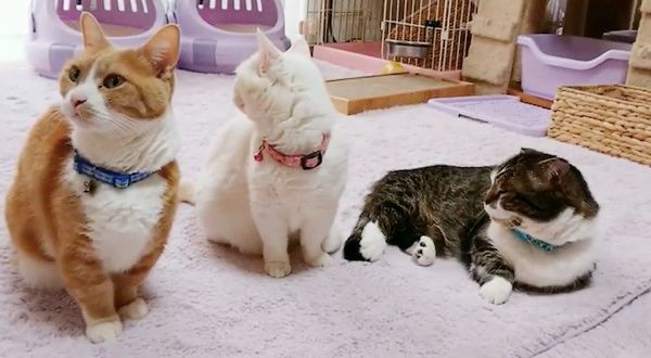 横一列に並ぶ猫たち