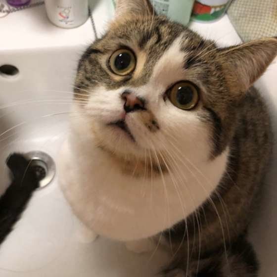 洗面所の水が好きなマンチカン