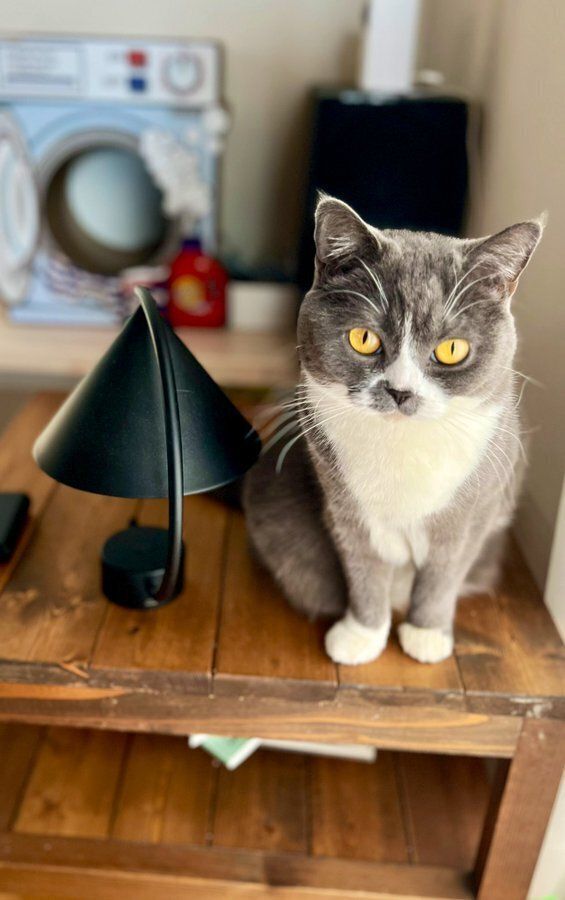 机の上に座っているブリティッシュショートヘア