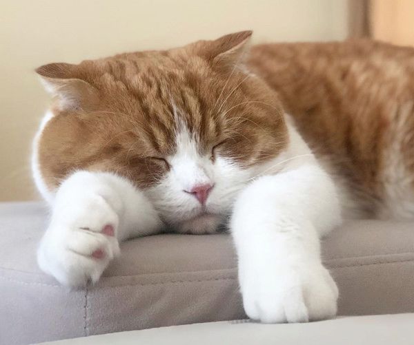 トイレに居座る猫