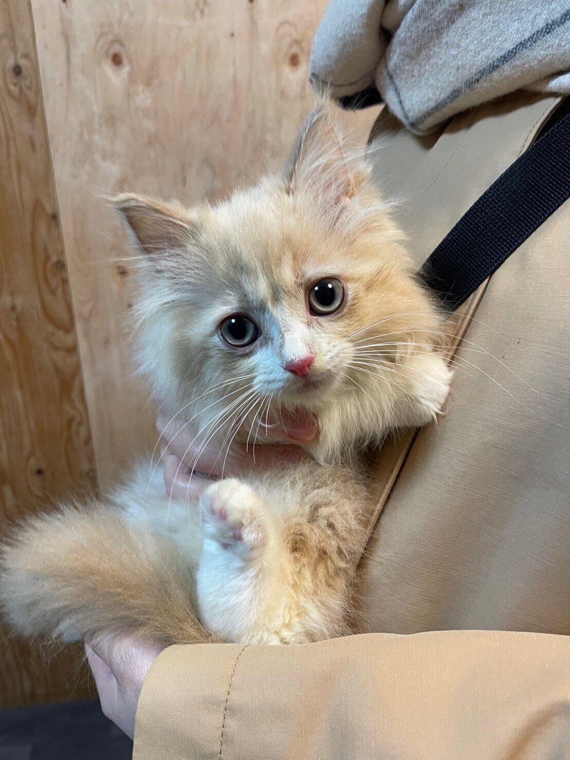 飼い主さん宅にやってきた頃のロカくん